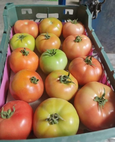 فروش گوجه فرنگی 8320